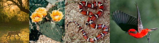 Big Bend flora and fauna